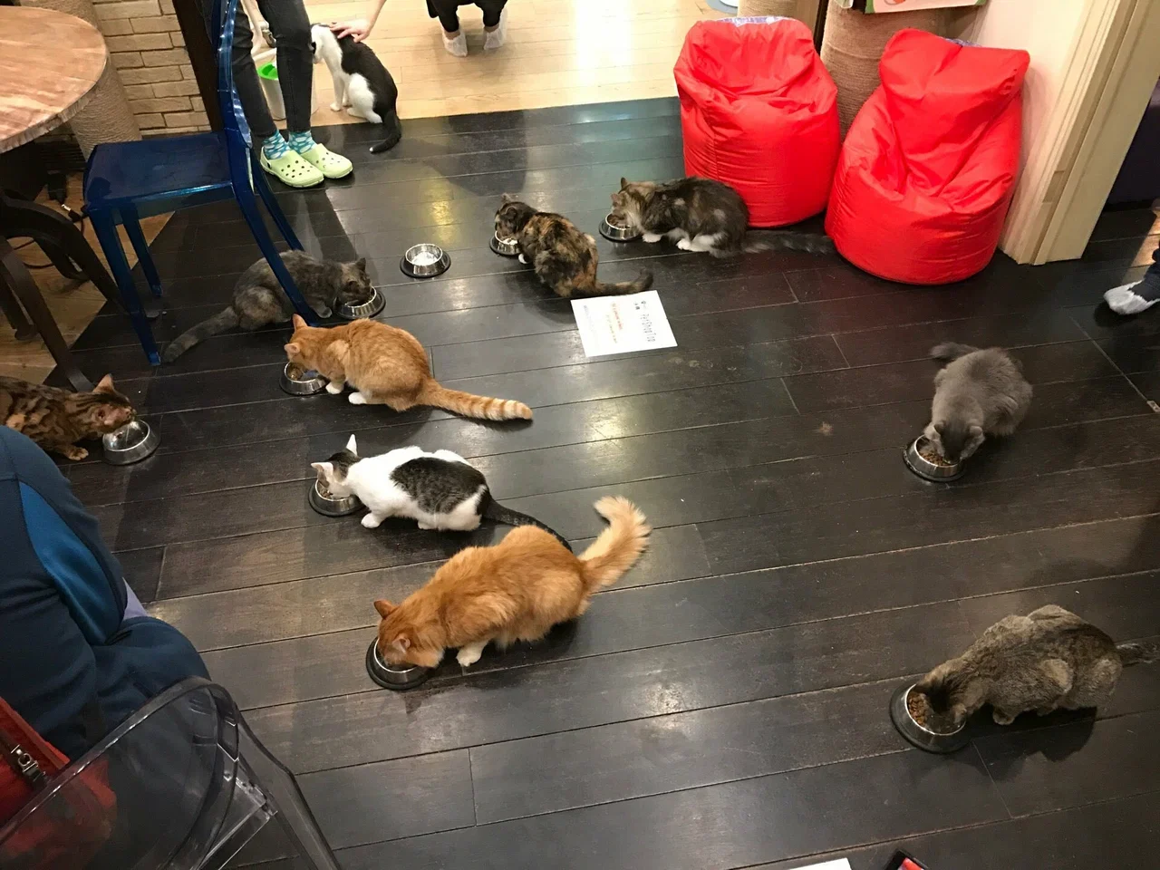 Фото Котокафе "Котики и люди" - развлечение в Москве | Досугатор